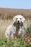 GOLDEN RETRIEVER 102